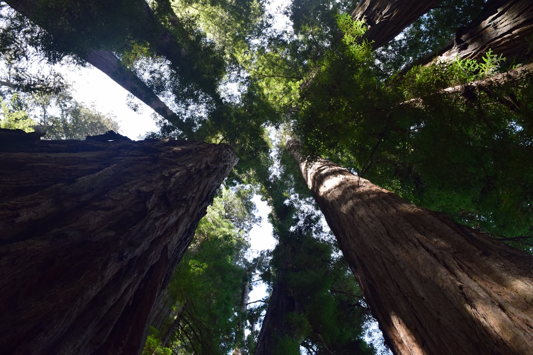 Unleashing the Magic of Outdoor Adventures: A Journey to Reconnect with Nature